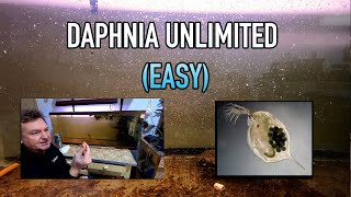 How I Raise Daphnia Water Fleas And You Can Too [upl. by Ella]