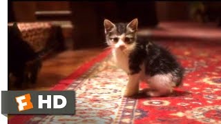 Heidi 2017  Sneaking in Kittens Scene 48  Movieclips [upl. by Suoiluj177]