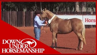 Clinton Anderson Training a Rescue Horse Part 9  Downunder Horsemanship [upl. by Ahsinert]