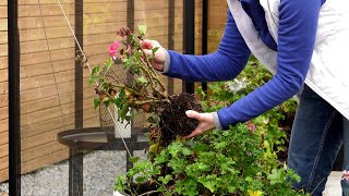 Jak przezimować pelargonie Jak przygotować pelargonie do zimy [upl. by Cataldo]