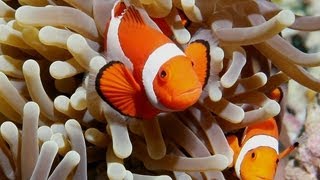 Ocellaris Clownfish Care Guide [upl. by Nisaj]