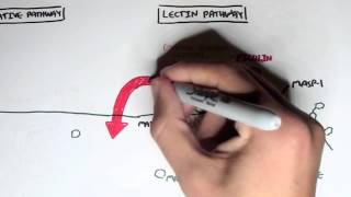 Immunology  Innate Immunity Complement System Overview [upl. by Dene413]