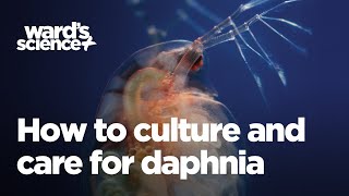 Caring and Culturing for Daphnia [upl. by Ednargel]