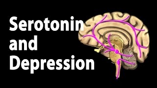 Serotonin and Treatments for Depression Animation [upl. by Lolita746]