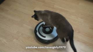 Cat shows HOW TO use iRobot Roomba Vacuum [upl. by Ditmore]