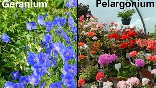 What Is A Geranium amp What Is A Pelargonium [upl. by Norred]