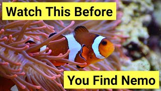 9 Things You Need To Know About Keeping Clownfish [upl. by Asiulairam224]