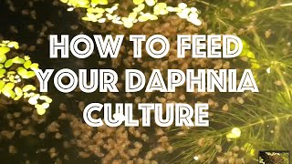 How To Feed Your Daphnia Culture [upl. by Nollaf]