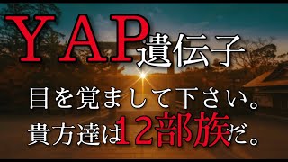 YAP遺伝子。これは終わりか？始まりか？最終決戦はここ。 [upl. by Eentihw]