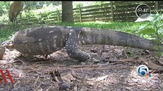 Nile monitor lizard invasive species [upl. by Assin]