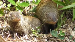 Banded mongoose family on a mission Mungos mungo [upl. by Airotna845]