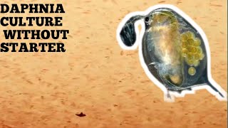 HOW TO CULTURE DAPHNIA NATURALLY WITHOUT A STARTER [upl. by Hung371]