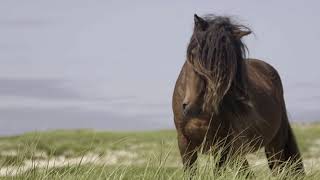 Discover Sable Island National Park Reserve [upl. by Auhel870]