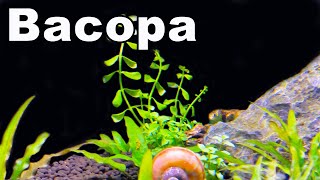 10 Reasons You NEED Bacopa For Your Planted Aquarium [upl. by Ateerys]