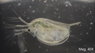 Daphnia magna under the Microscope [upl. by Arber857]