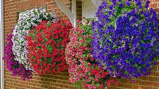 How to Plant Surfinia Hanging Basket Guide [upl. by Carrie]