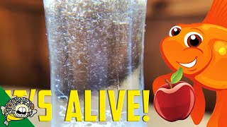 How to culture Vinegar Eels The EASY Way Live Fish Food [upl. by Xylina]