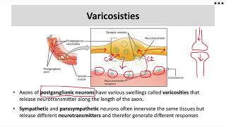 Varicosities and Neurotransmitters of the ANS [upl. by Viveca660]