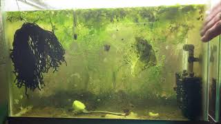 Scuds Daphnia Cherry Shrimp Copepods My aquatic food culture [upl. by Starlin]