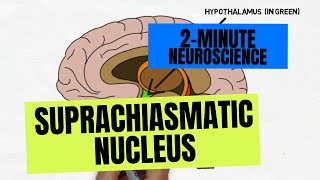 2Minute Neuroscience Suprachiasmatic Nucleus [upl. by Deming]