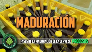 Cómo Hacer Cerveza Artesanal en Casa MADURACIÓN PROCESOS [upl. by Duma]