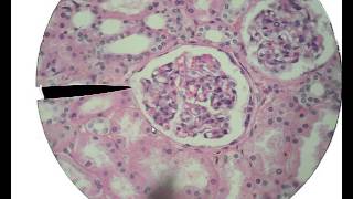 Histology for Beginners [upl. by Nea]