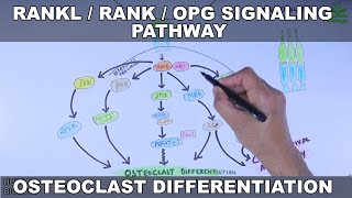 RANKLRANKOPG Signaling Pathway  Osteoclast Differentiation [upl. by Jaymie153]