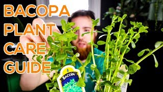 BACOPA MONNIERI MONEYWORT BACOPA CAROLINIANA  AQUARIUM STEM PLANT GUIDE [upl. by Tsepmet878]