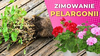 Jak przechowywać pelargonie przez zimę –2 sposoby [upl. by Shanna]