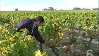 Les vendanges au Château dYquem [upl. by Mecke]