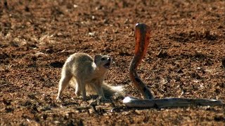 Mongoose Vs Cobra  Smithsonian Channel [upl. by Kciremed397]