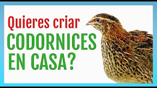 Cómo CRIAR CODORNICES en casa [upl. by Iover]