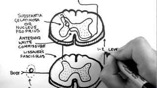 Spinal Pathways 3  Spinothalamic Tract [upl. by Odrarebe]