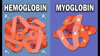 HEMOGLOBIN AND MYOGLOBIN BIOCHEMISTRY [upl. by Leahicm]