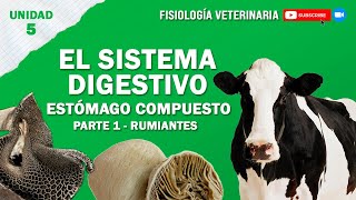 FISIO2UNIDAD5SISTEMADIGESTIVOCOMPUESTO [upl. by Uot378]