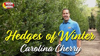 Hedges of Winter Carolina Cherry [upl. by Sutherland650]