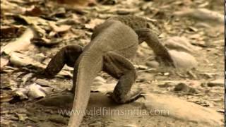 The Bengal monitor lizard [upl. by Nojad]