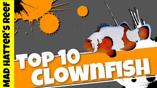 Top 10 Clownfish [upl. by Euqinahs]