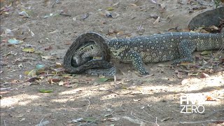 Monitor Lizard vs Python [upl. by Mastat]