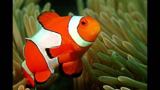 Focus on Species Clownfish aka anemonefish [upl. by Bernardine]