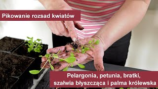 Pelargonie petunie bratki szałwia błyszcząca  pikowanie rozsad kwiatów [upl. by Knobloch]