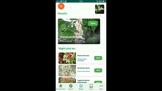 PlantSnap identifies a Cherry laurel Prunus caroliniana [upl. by Matthieu]