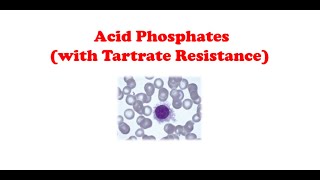 Cytochemistry 🔤  Acid Phosphates TRAP Stain [upl. by Emiaj]