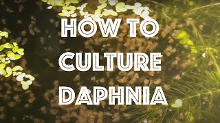 How To Culture Daphnia Magna [upl. by Areek114]