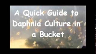 How to culture daphnia outside [upl. by Notwen307]