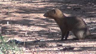 Slender mongoose kills black mamba  FULL VIDEO [upl. by Pickar145]