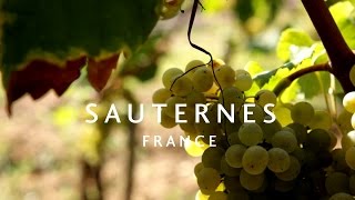 Fine Vintage Ltd Presents James Cluer in BordeauxFrance Part 11  Sauternes [upl. by Coshow]