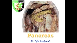 Anatomy of Pancreas [upl. by Jillana511]