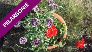 Moje pelargonie uprawa nawożenie rozmnażanie sadzenie i odmiany 🐰🌸🌼🌻 [upl. by Johnnie]