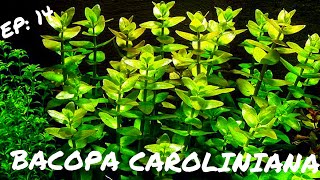 BEGINNER PLANT Bacopa Caroliniana [upl. by Ennairak140]